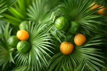 a group of oranges on leaves