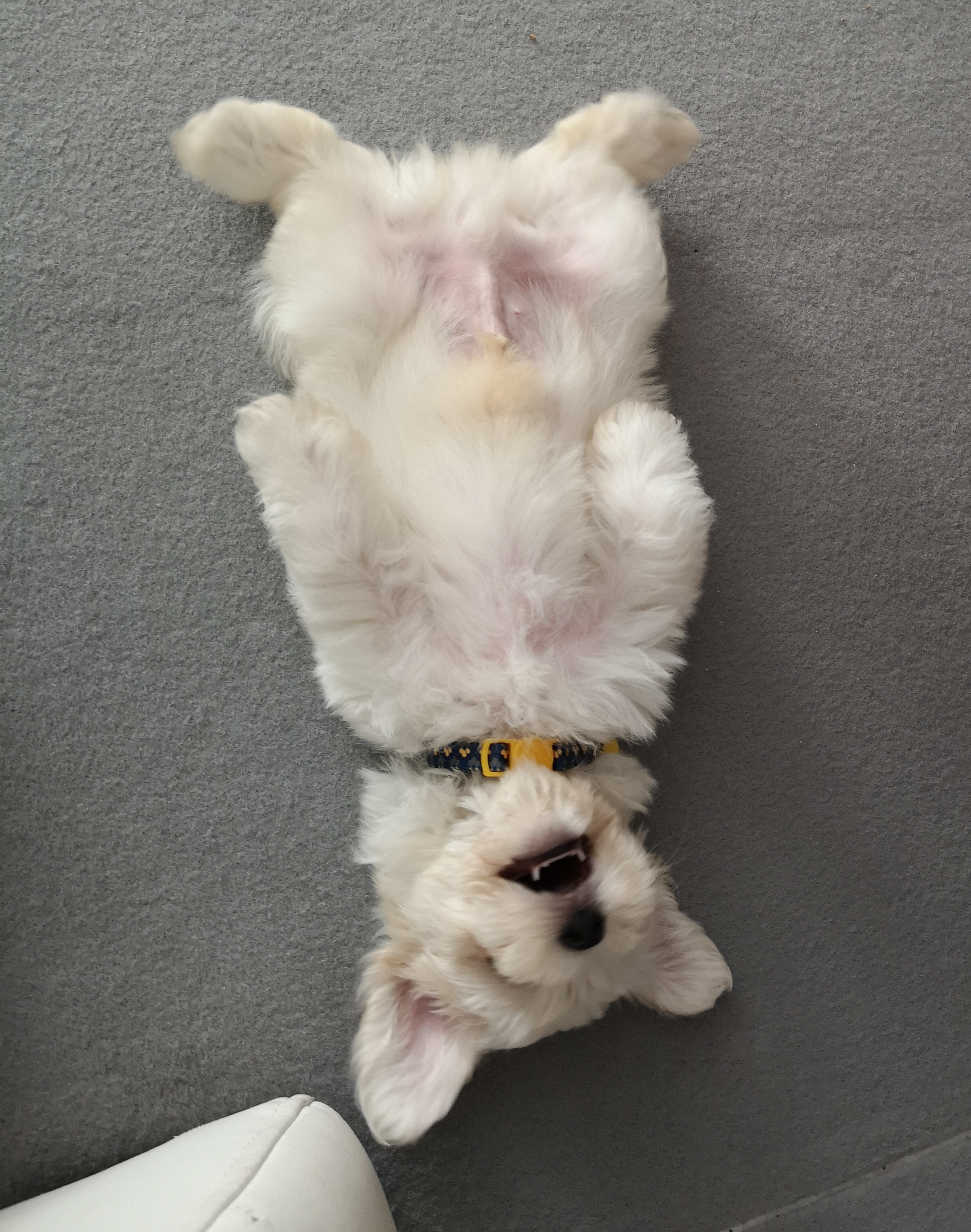 a dog lying on its back on carpet