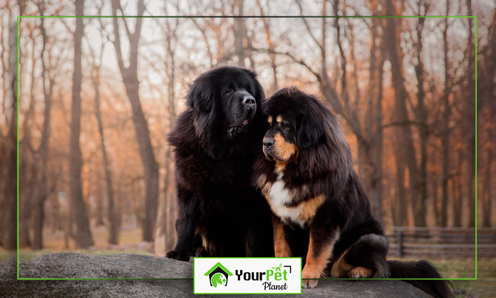 two dogs sitting on a rock