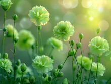 a group of green flowers