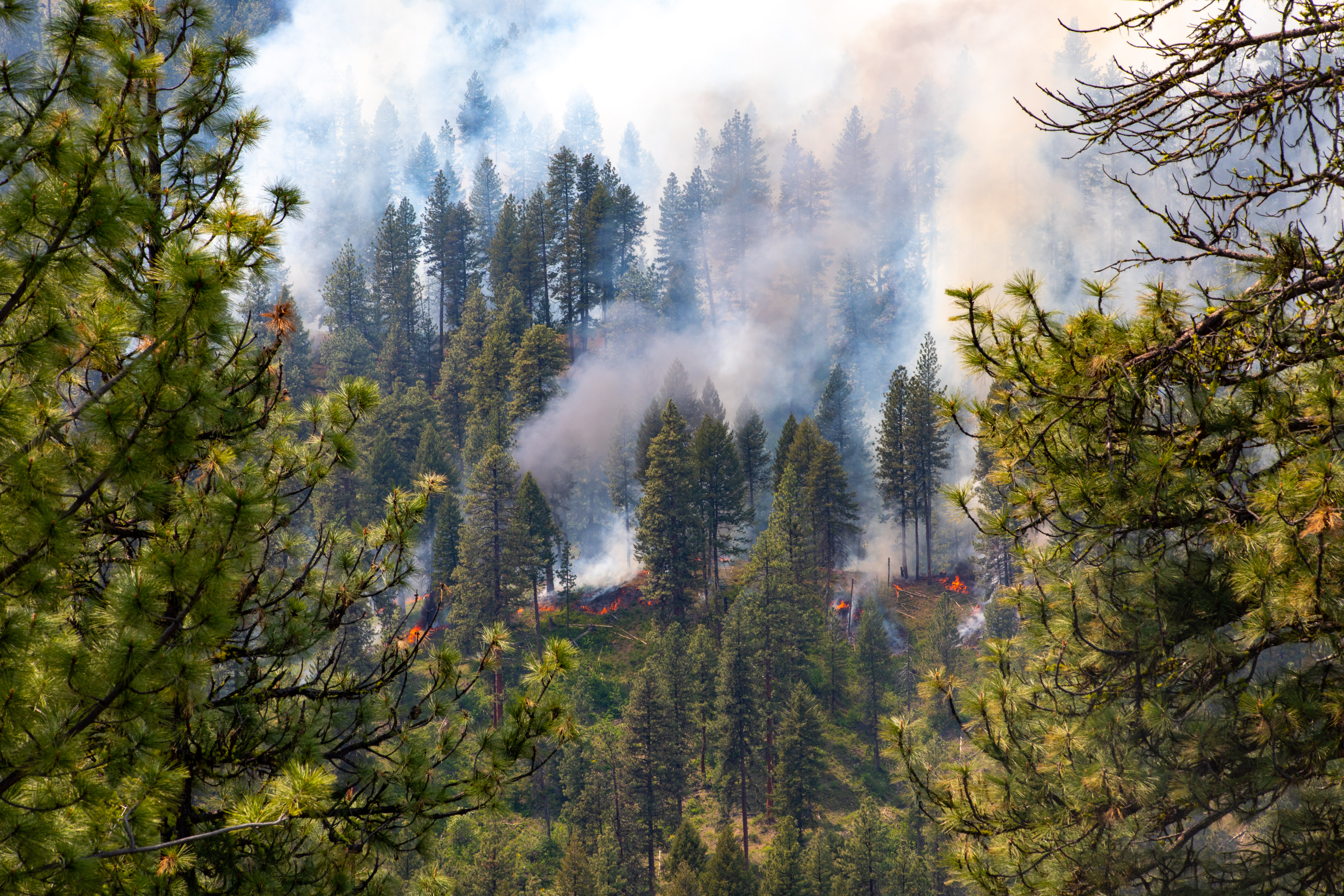 smoke in the forest with trees and smoke