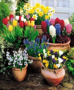 several pots of flowers