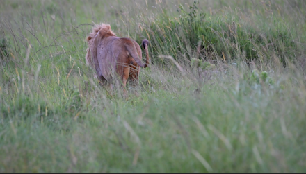 a lion in a grassy field