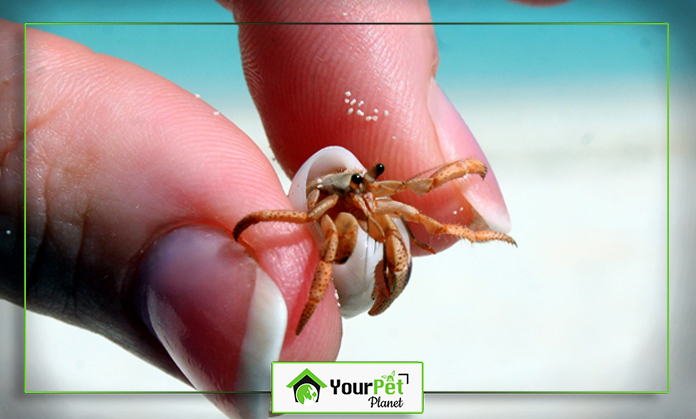 a person holding a small hermit crab