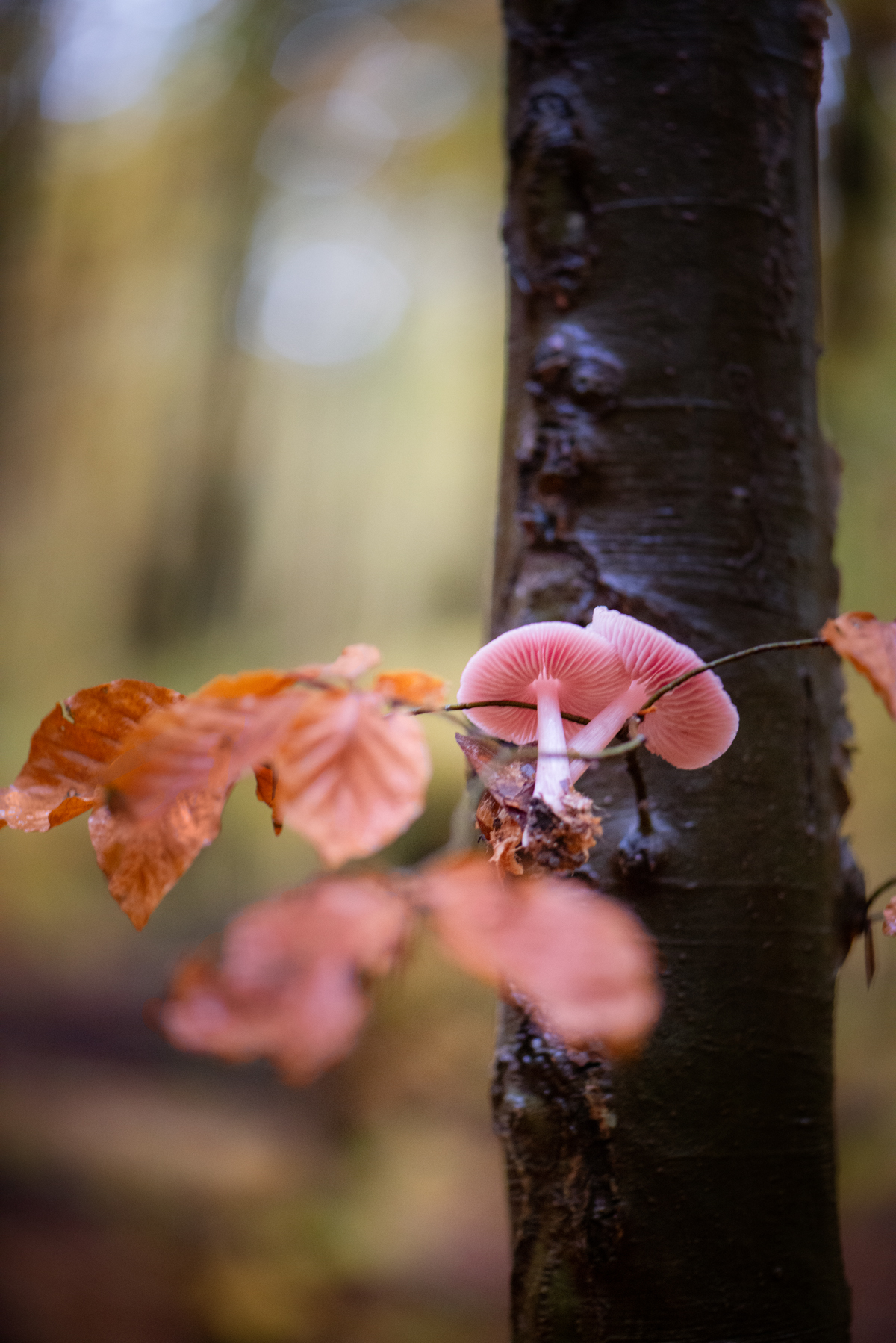 a pink mushrooms growing on a tree