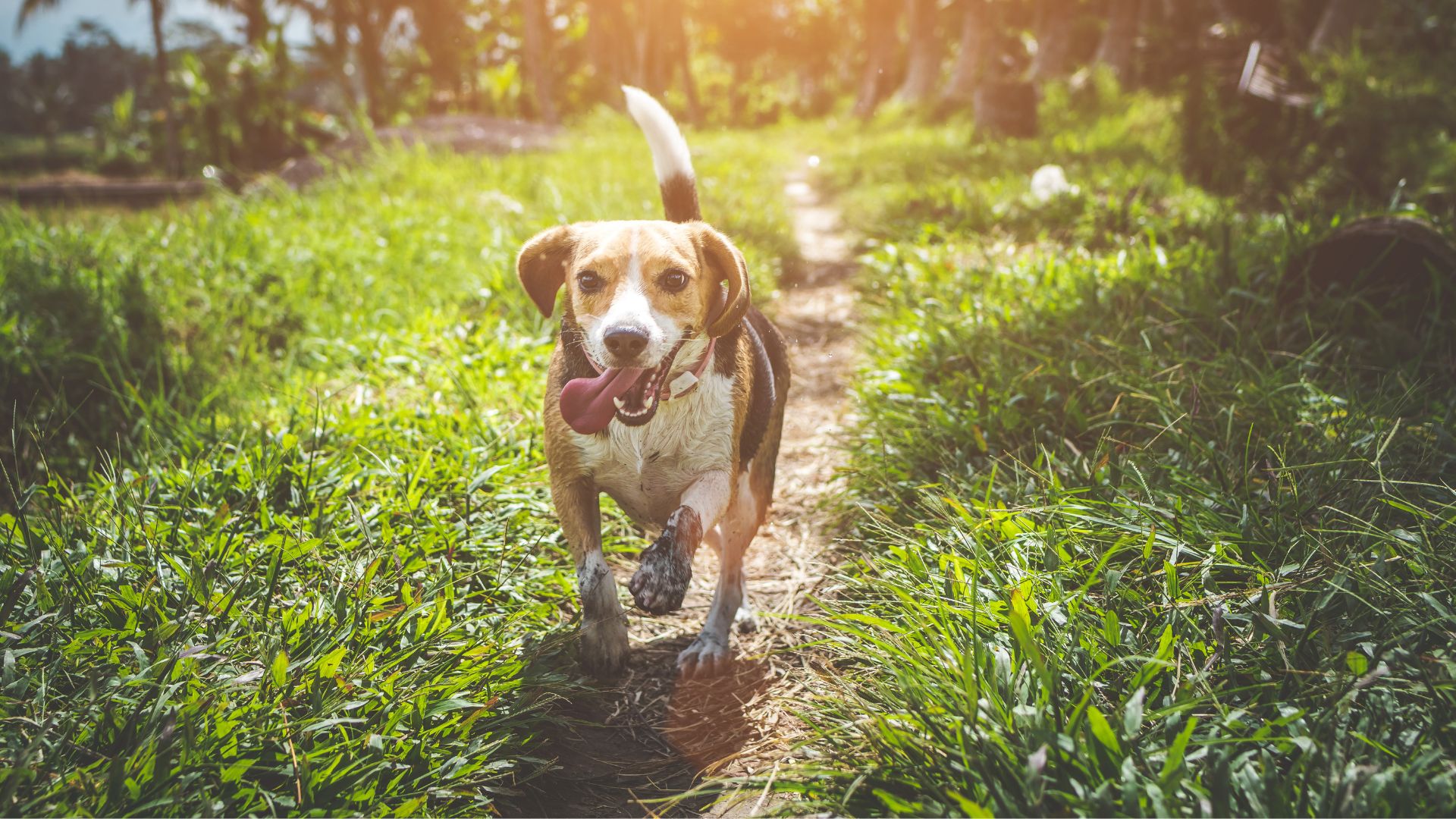 a dog running on a path in grass