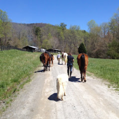 a group of people walking horses and dogs on a dirt road