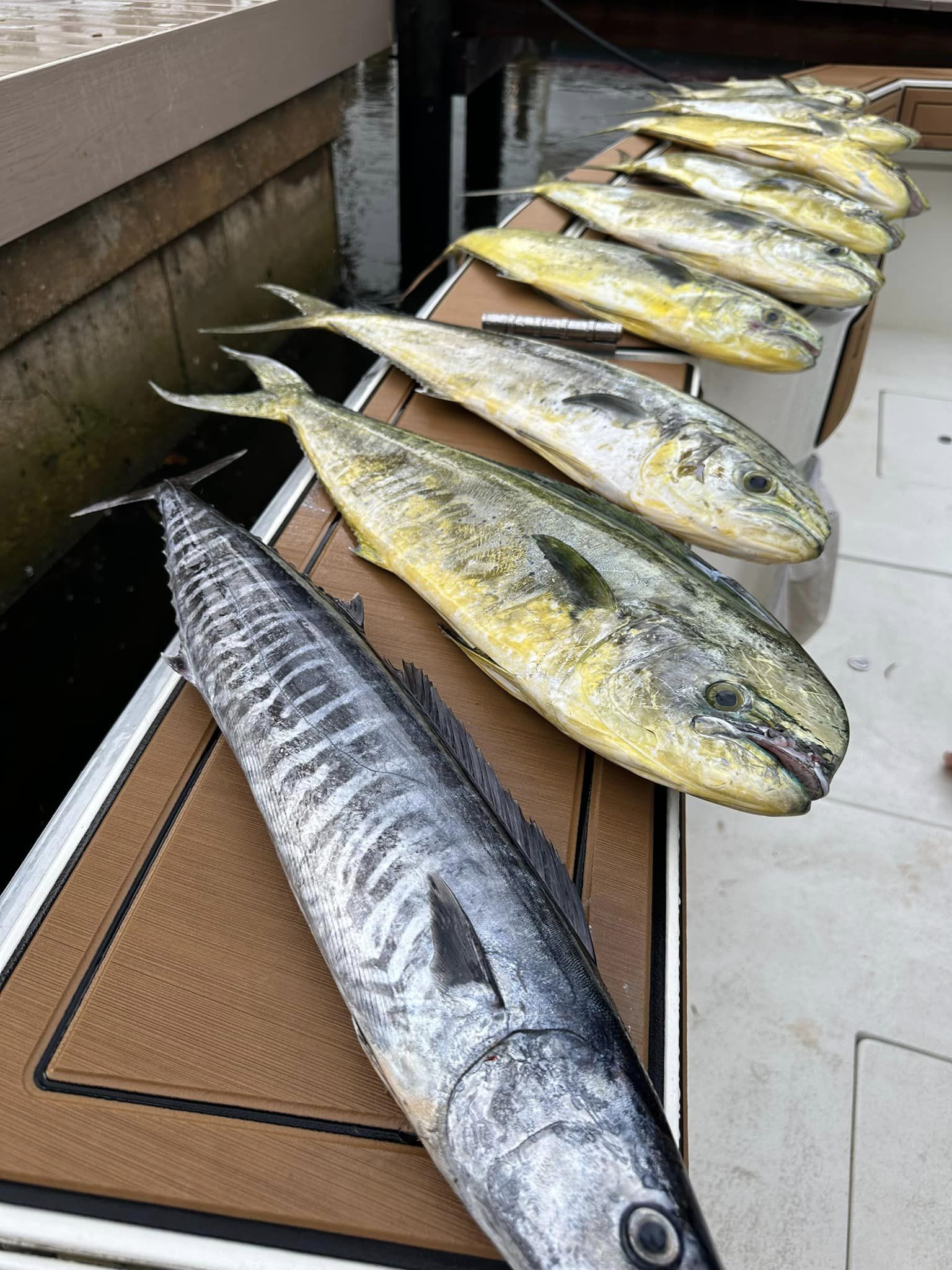 a row of fish on a table
