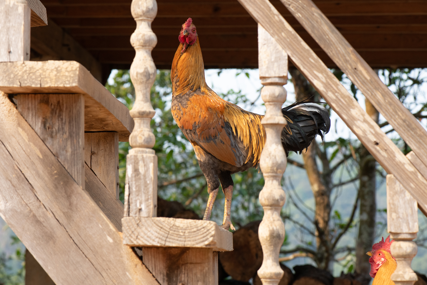 a rooster standing on a wooden staircase
