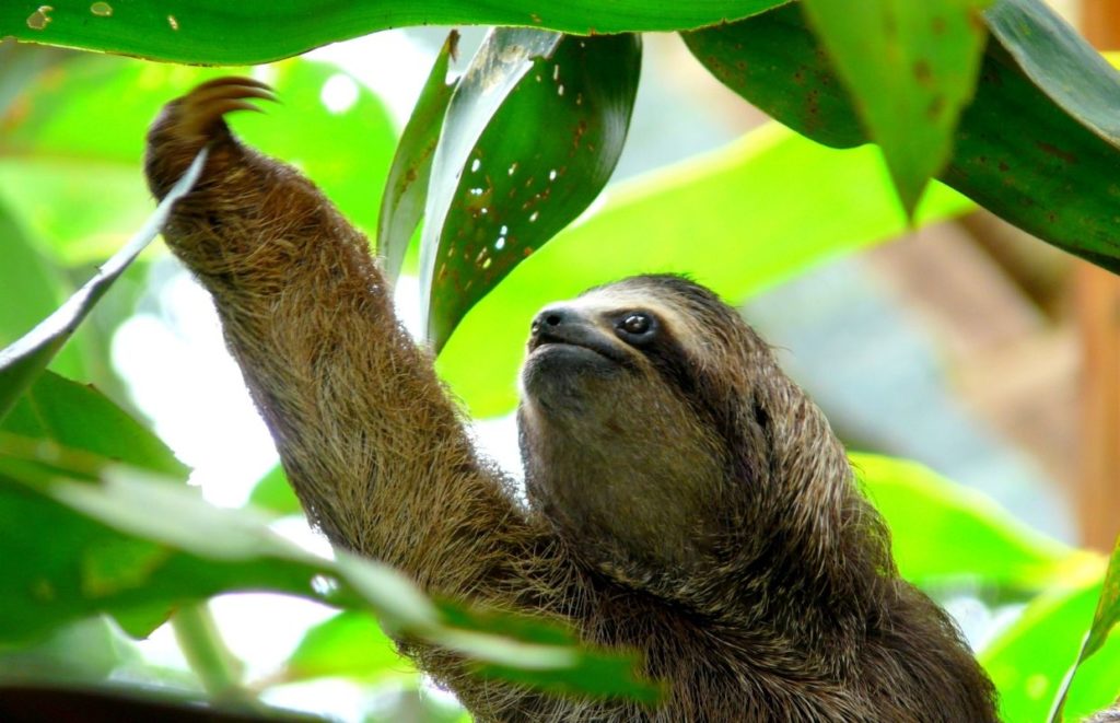 a sloth from a tree