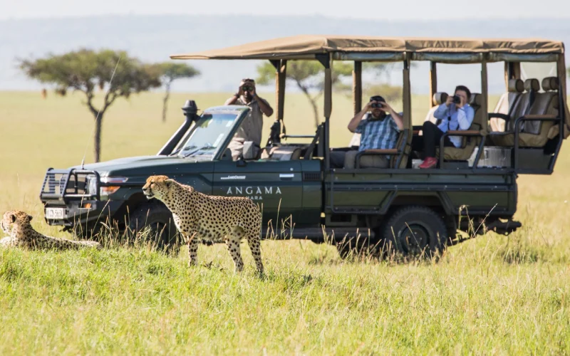 a cheetah walking in a field with people in the back