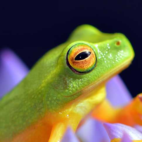a green frog on a flower
