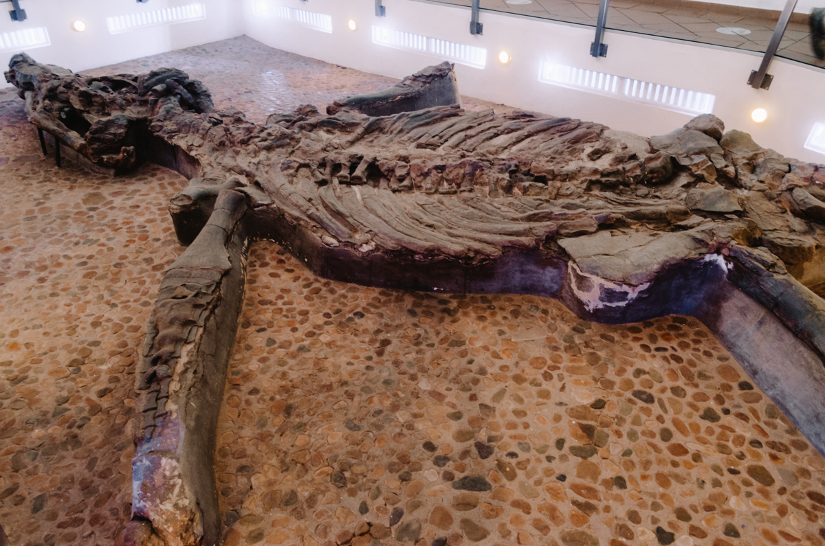 a dinosaur skeleton on a stone floor