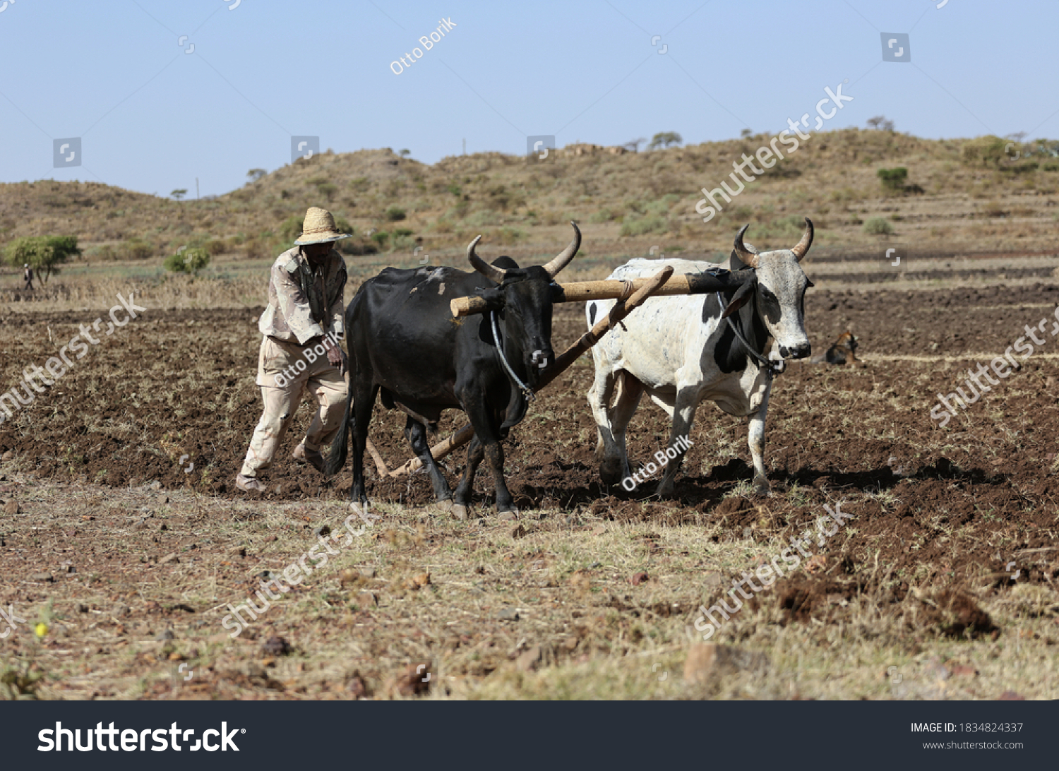 a man pulling two oxen in a field