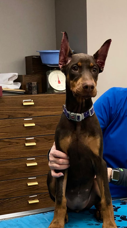 a dog standing on a person's hand