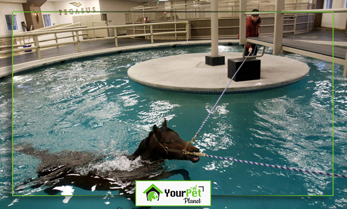 a horse in a pool