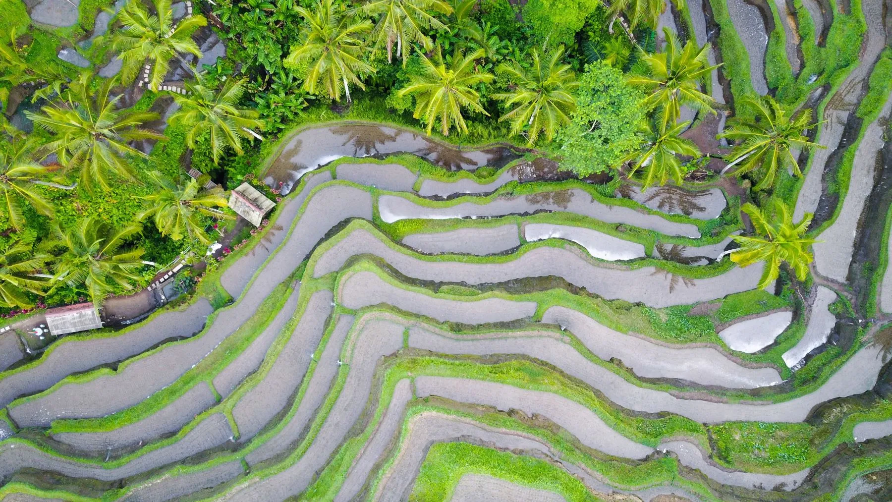 a aerial view of a rice field