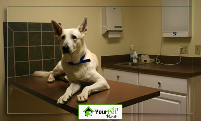 a dog sitting on a counter