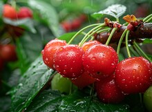 a bunch of cherries on a tree