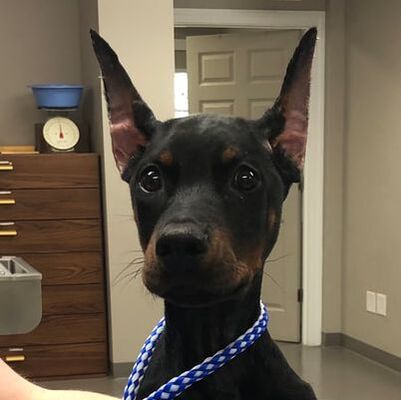 a dog with a blue and white collar