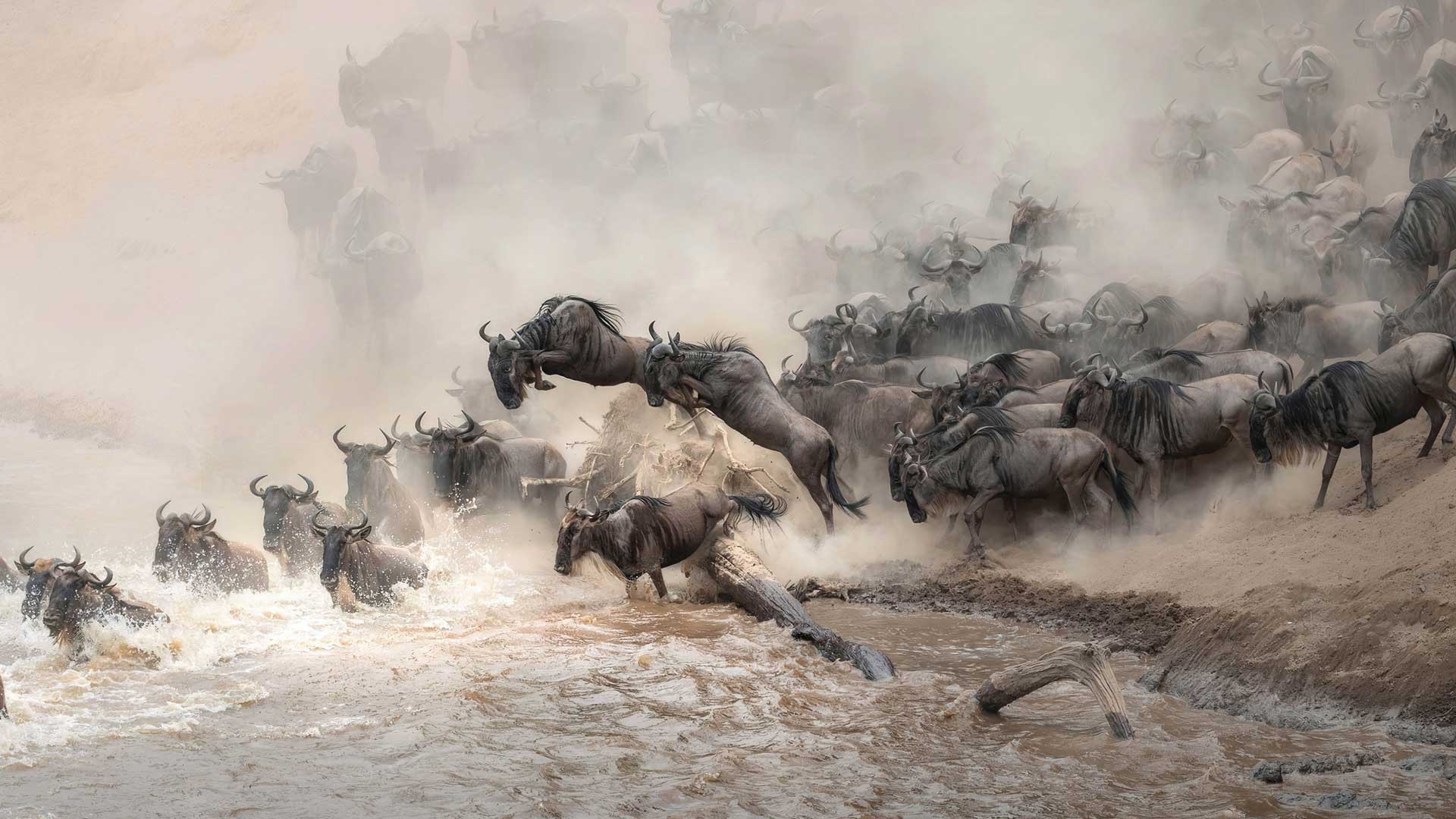 a herd of wildebeest jumping into a river