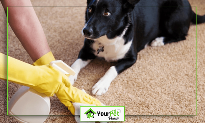 a person wearing yellow gloves and a black and white dog lying on carpet