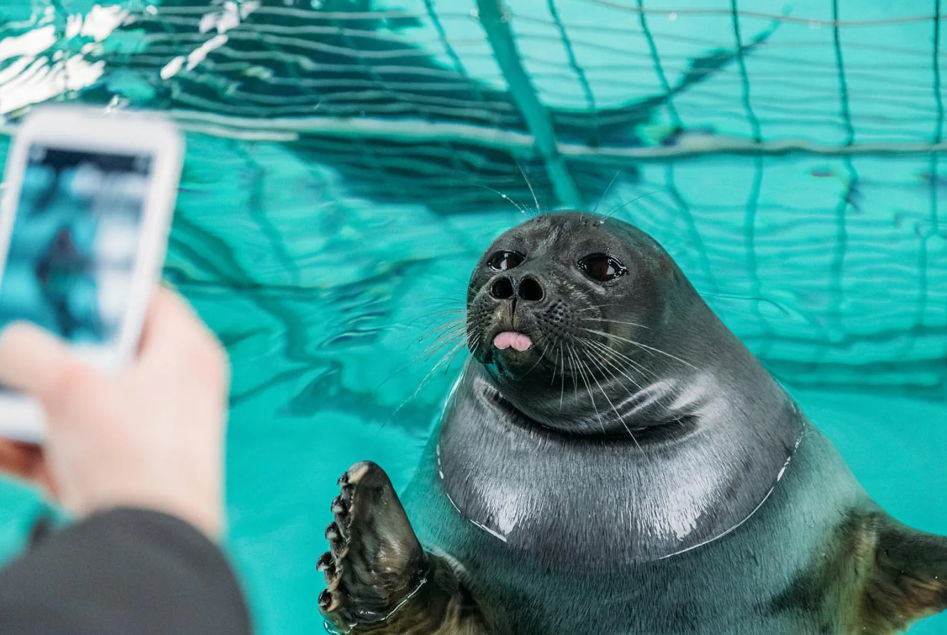a seal in the water