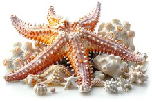 a starfish and shells on a white background