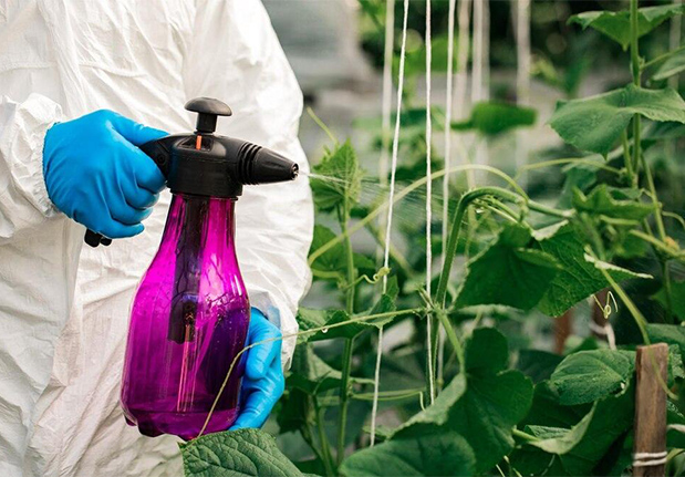 a person spraying plants with a sprayer