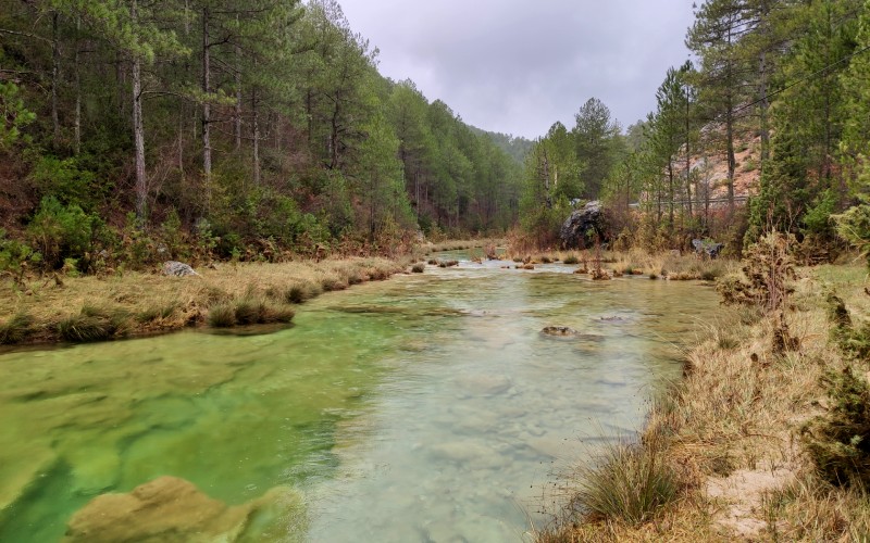 a river with trees in the background