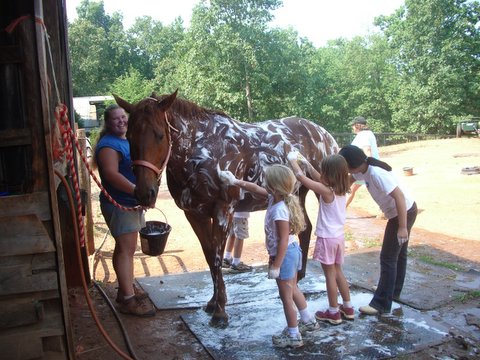 a group of people washing a horse
