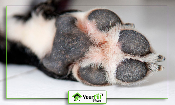 a close up of a paw