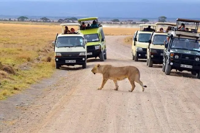 a lion crossing a road with several vehicles