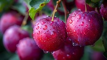 a group of red apples with water droplets on them