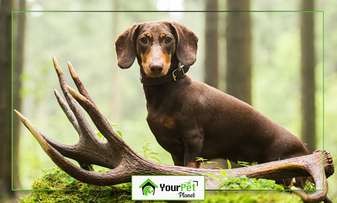 a dog sitting next to a large antlers