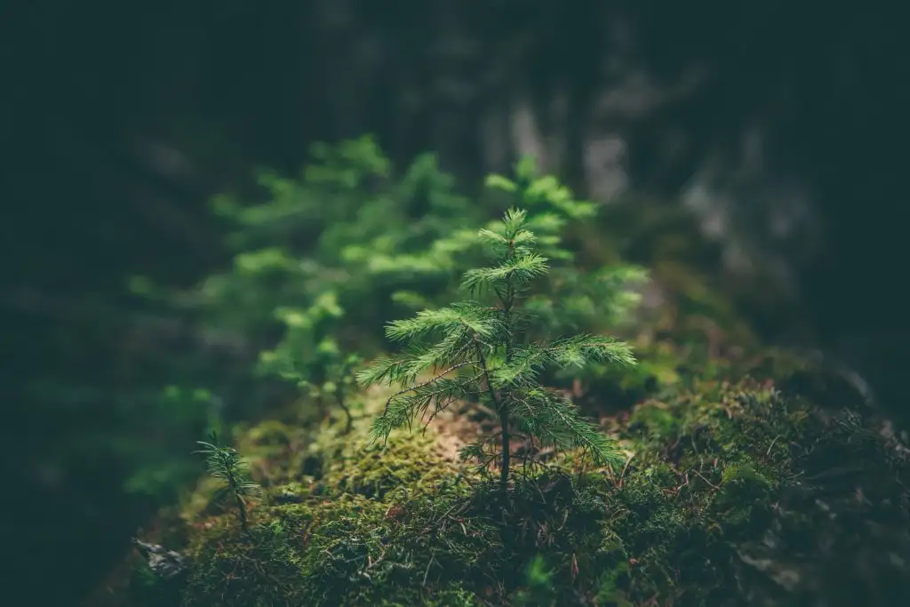 a small tree growing out of a mossy area