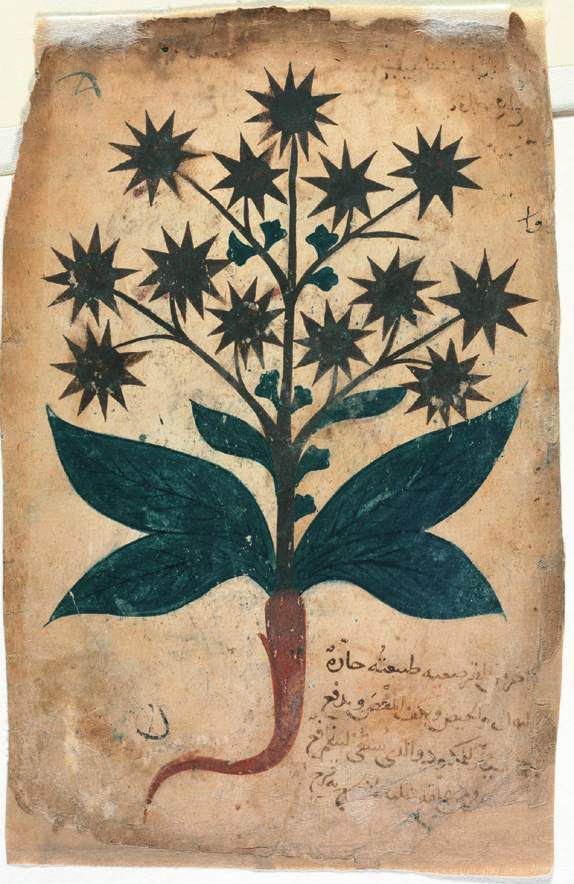 a drawing of a plant with stars and leaves