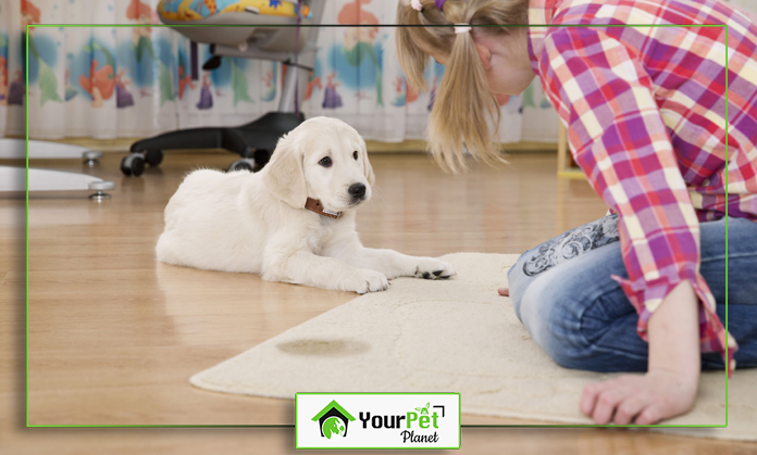 a girl looking at a puppy lying on the floor