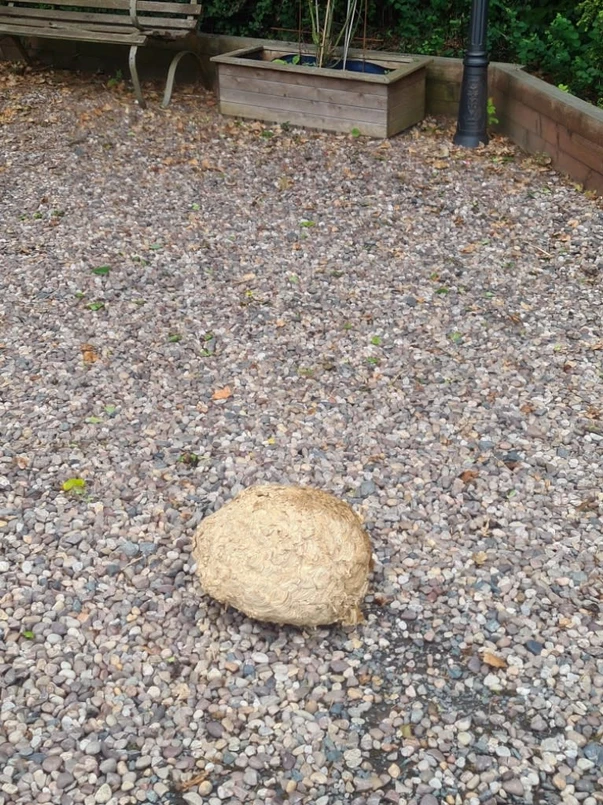 a rock on the ground