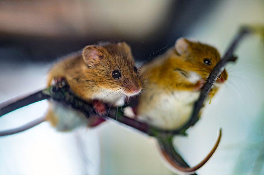 two mice on a branch