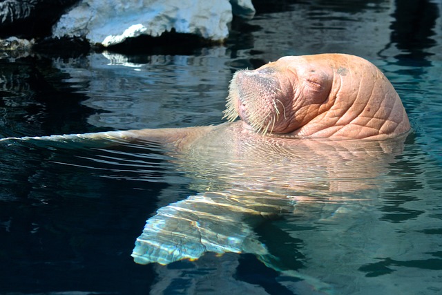 a walrus in the water