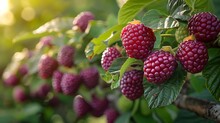 a close up of berries on a plant