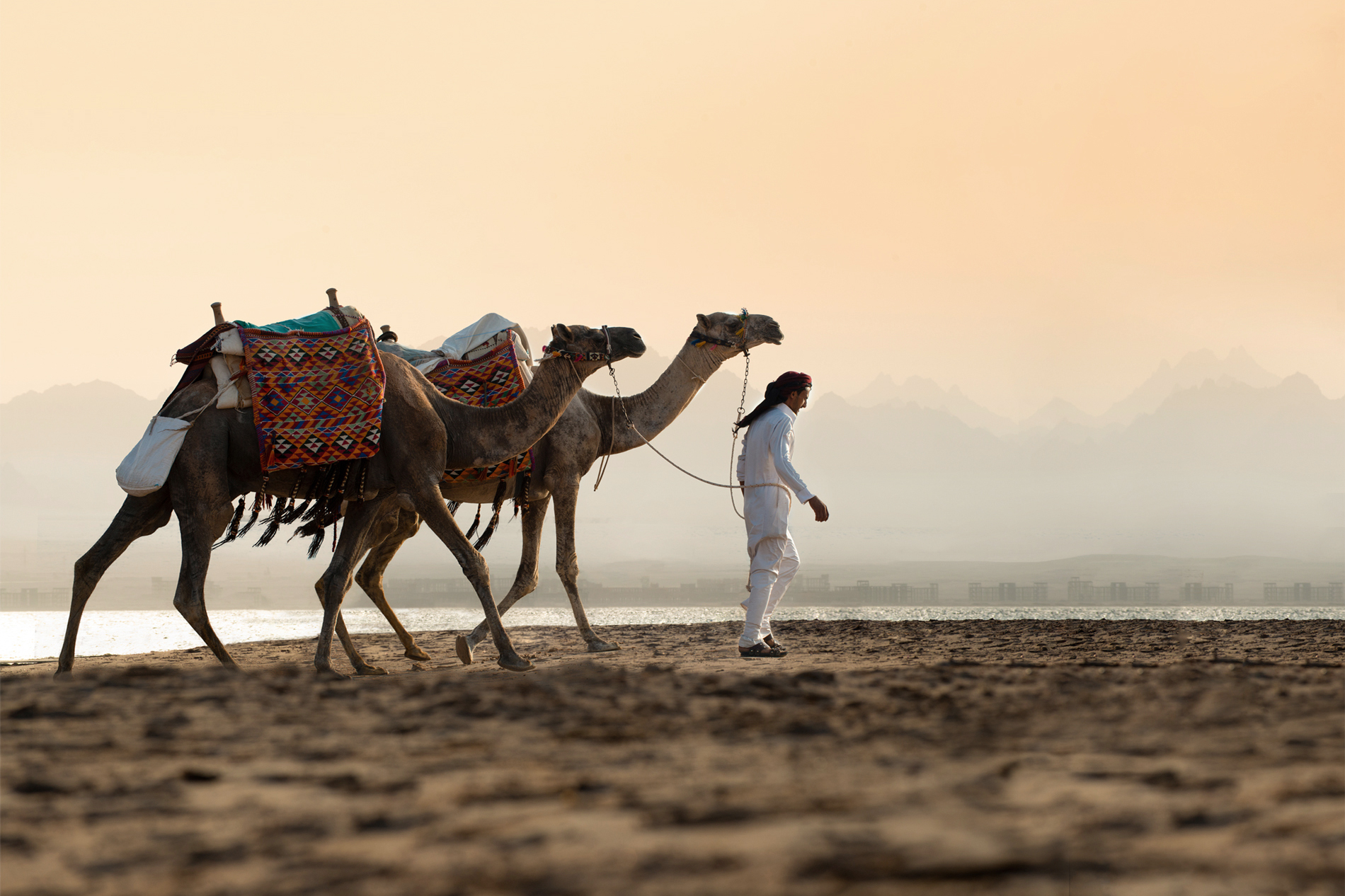 a man walking with camels on a beach