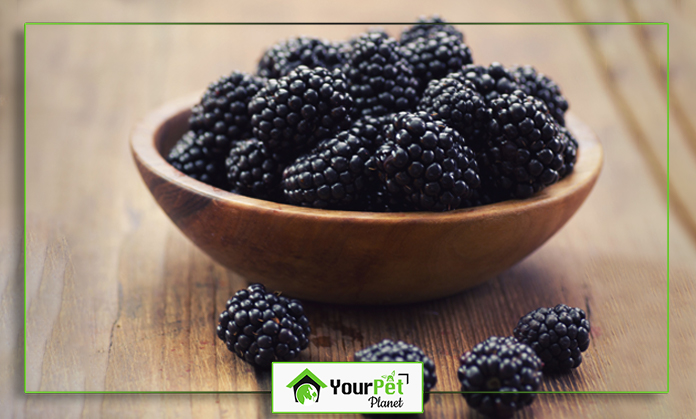 a bowl of blackberries