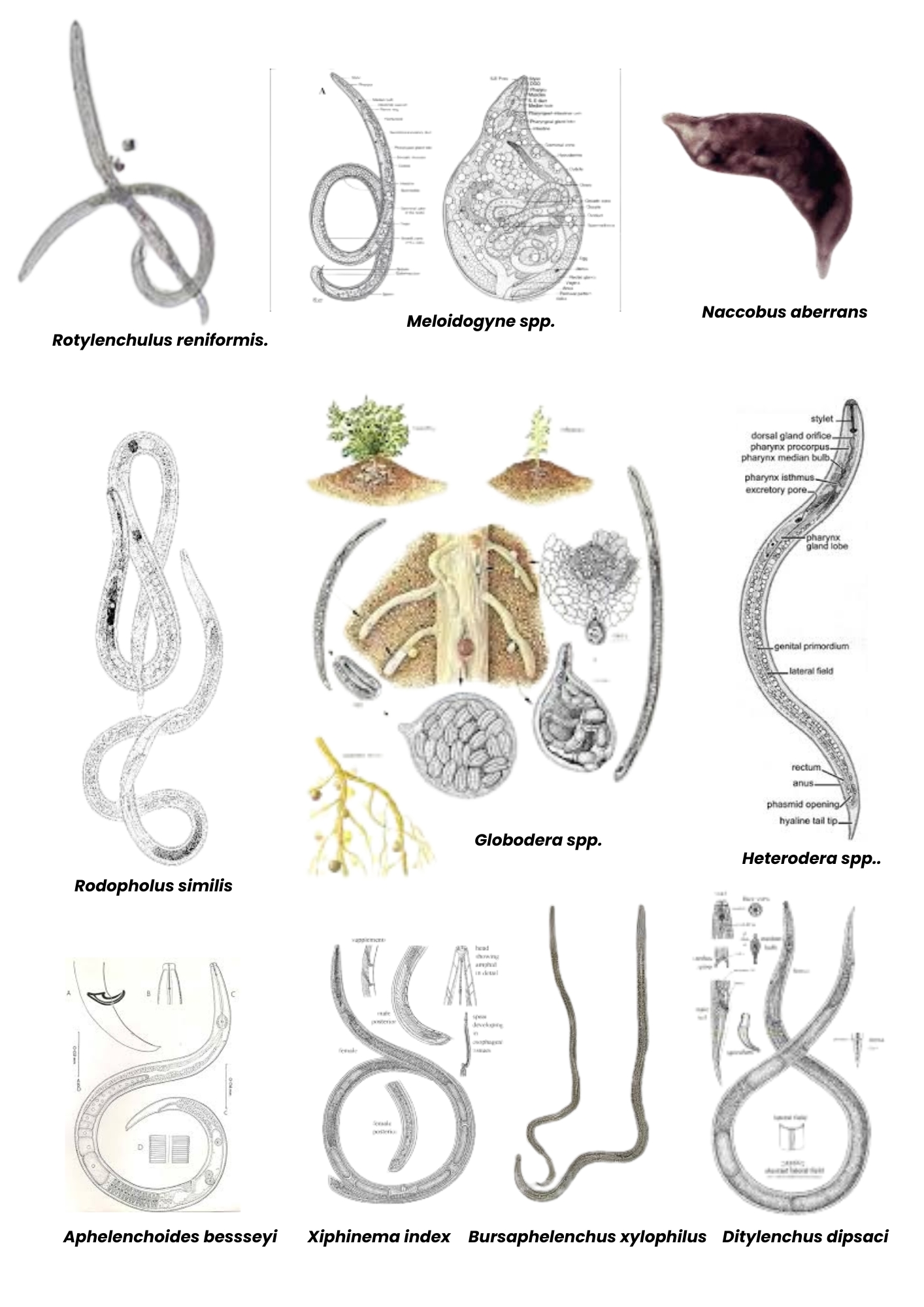 a collage of different types of worms