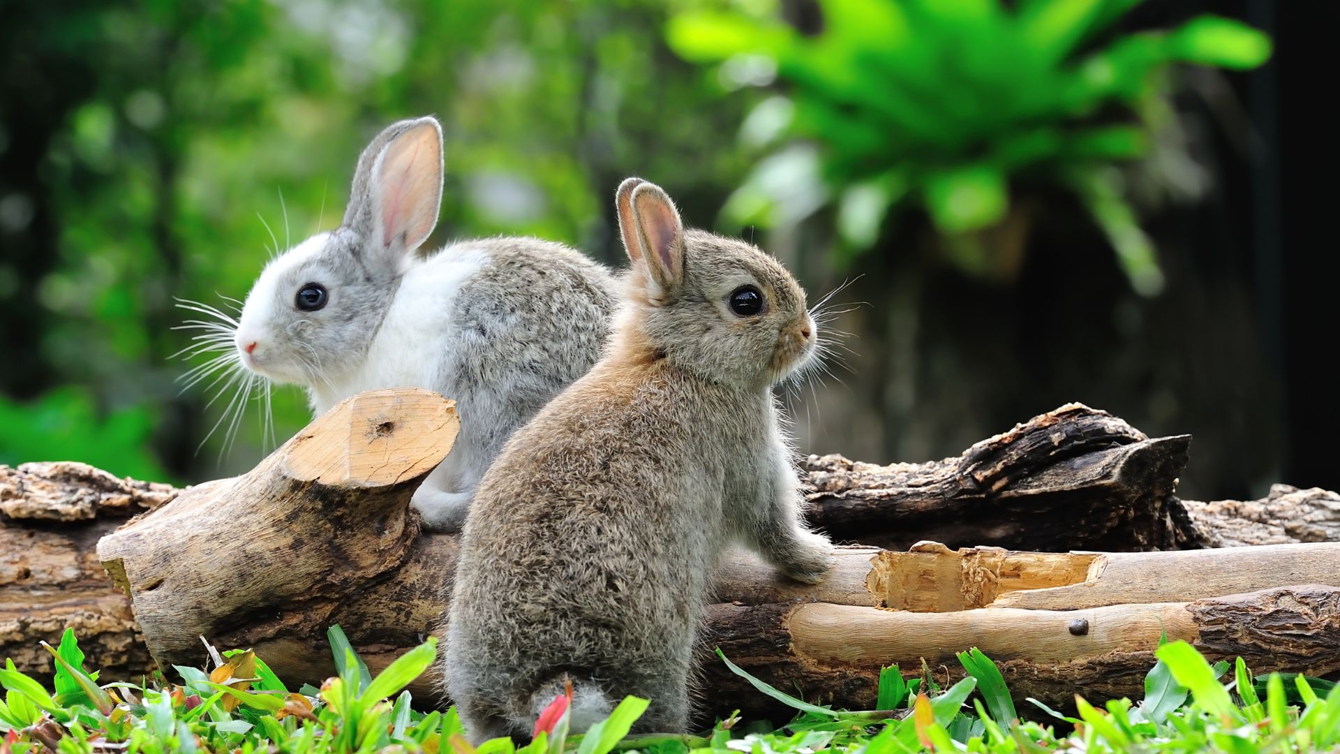 two rabbits on a log