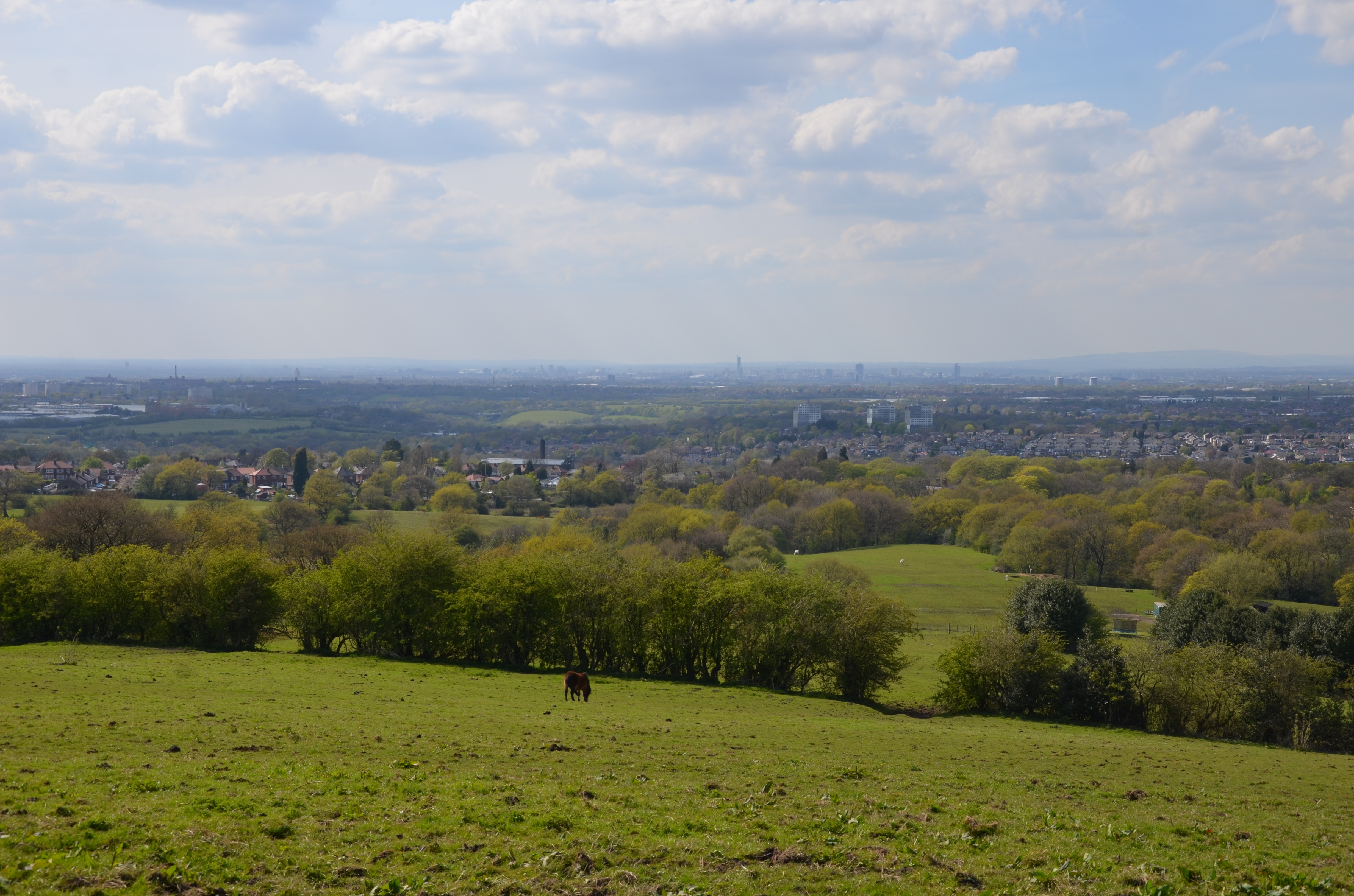 a horse standing in a field with trees and a city in the background