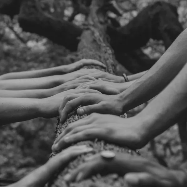 a group of hands on a tree branch