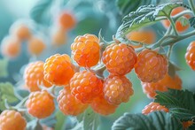 a group of orange berries on a plant