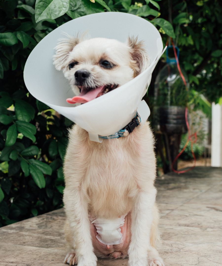 a dog with a plastic cone around its neck